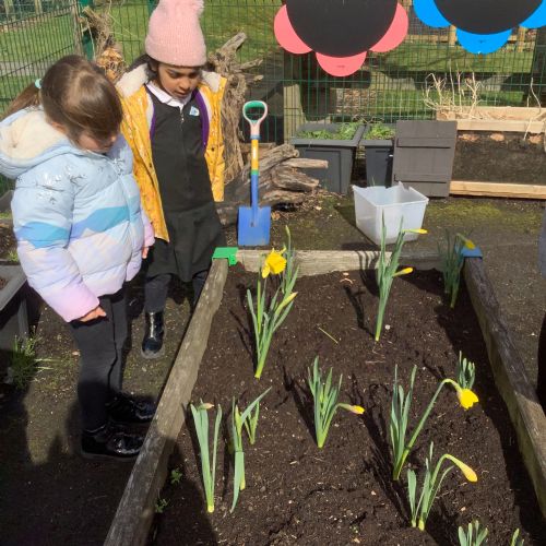 Our daffodils regrowing - spring has come!