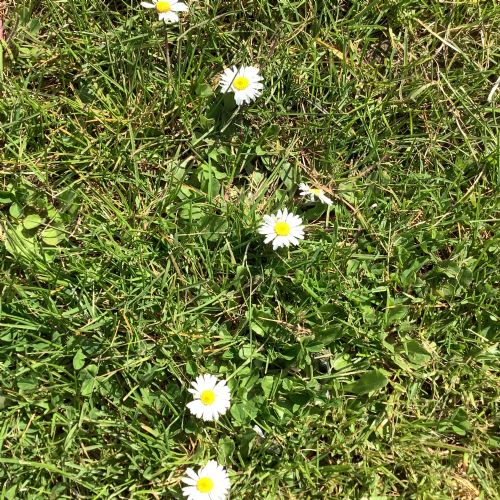 Summer 1 – Woodland area. We looked for the signs of Spring!