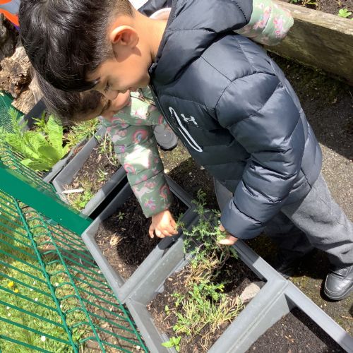 Summer 1- We planted french beans!