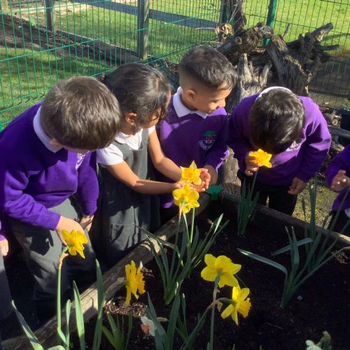 Daffodils and Potatoes!