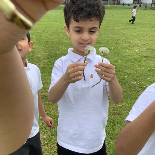 Dandelions !